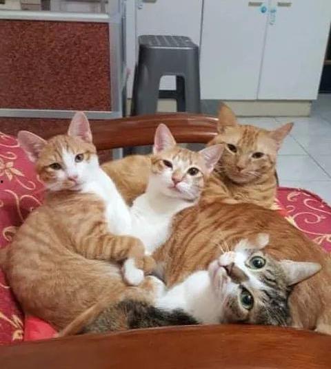 日韩猫狗零食视频大全,萌宠美食盛宴